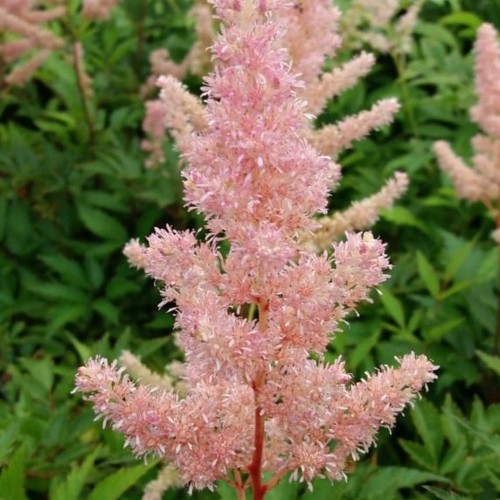 Astilbe japonica 'Europa' - Jaapani astilbe 'Europa' P9/0,55L